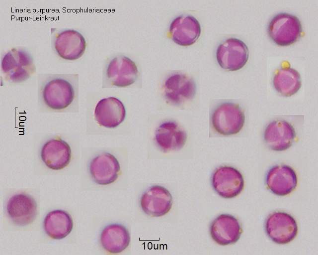 Pollen von Linaria purpurea