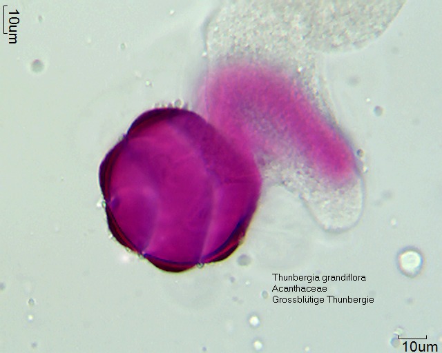 Datei:Thunbergia grandiflora (2).jpg