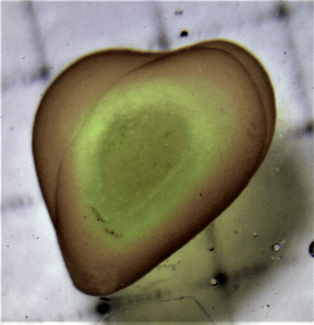 Pollinium, etwa 2 mm lang