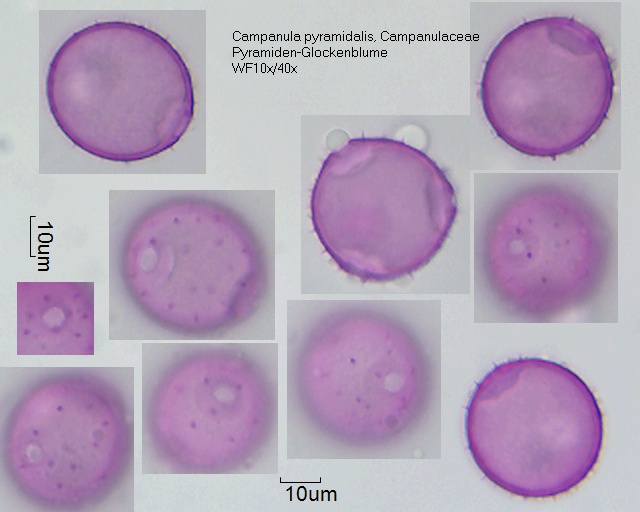 Pollen von Campanula pyramidalis