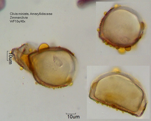 Pollen von Clivia miniata