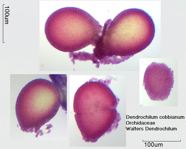 Pollinium von Dendrochilum cobbianum