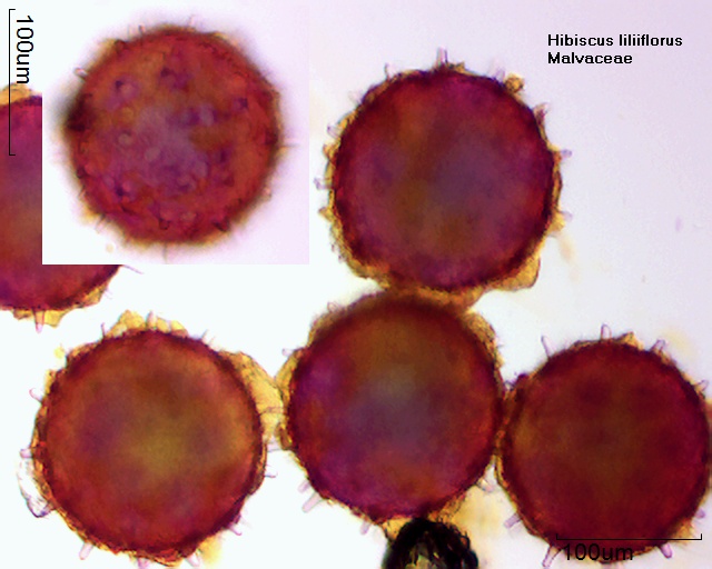 Pollen von Hibiscus liliiflorus
