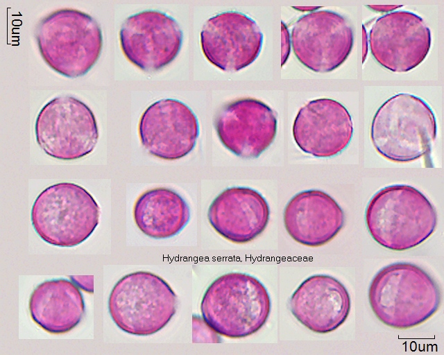 Pollen von Hydrangea serrata, 3-022-1