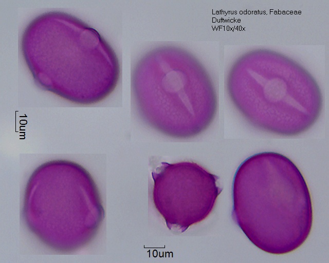 Lathyrus odoratus.jpg