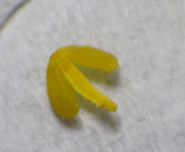 Pollinarium von Cattlianthe portia, ca. 4 mm Durchmesser
