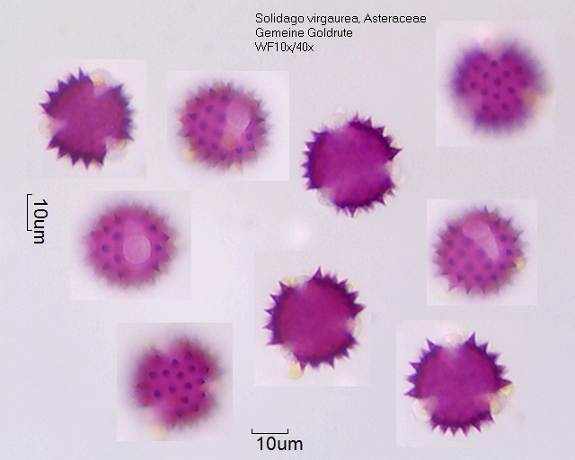 Pollen von Solidago virgaurea