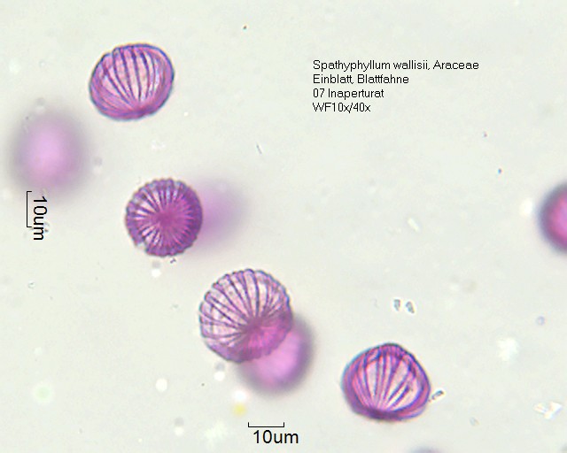 Datei:Spathiphyllum wallisii (2).jpg