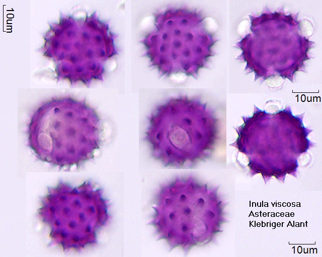 Pollen von Inula viscosa