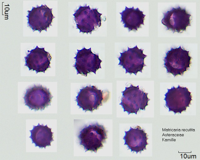 Pollen von Matricaria recutita