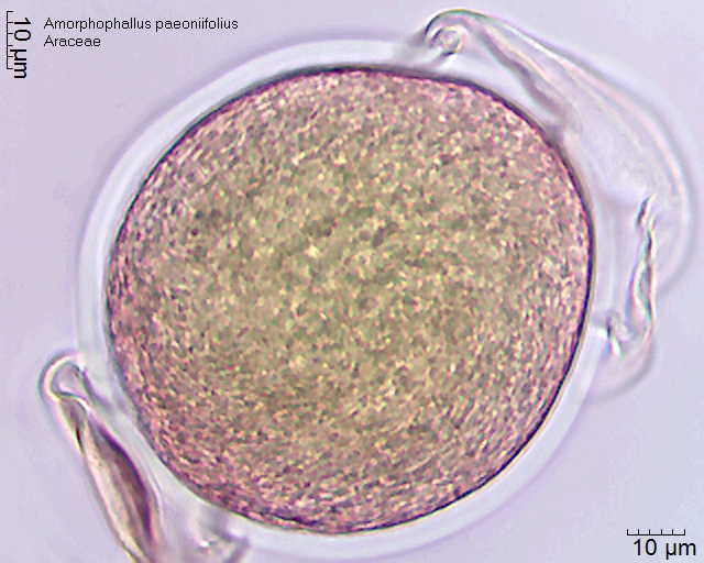 Pollen von Amorphophallus paeoniifolius, 11-051-1