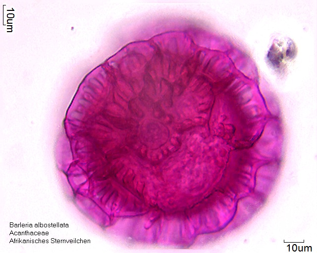 Pollen von Barleria albostellata