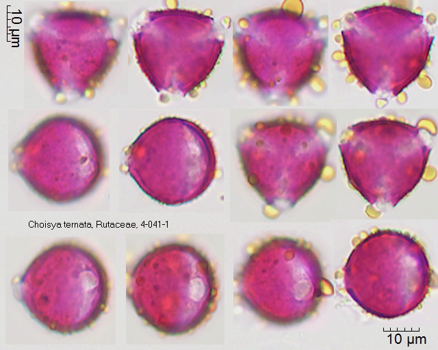 Pollen von Choisya ternata, 4-041-1