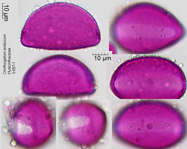 Pollen von Ornithogalum arabicum, 3-087-1