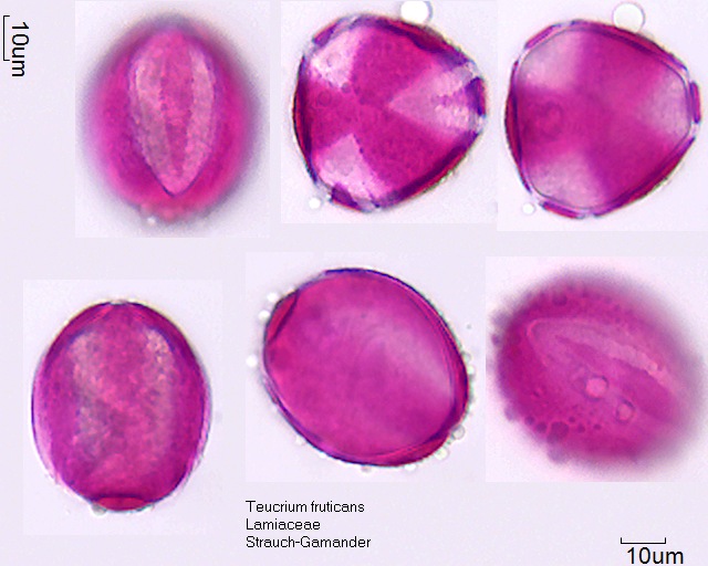 Pollen von Teucrium fruticans