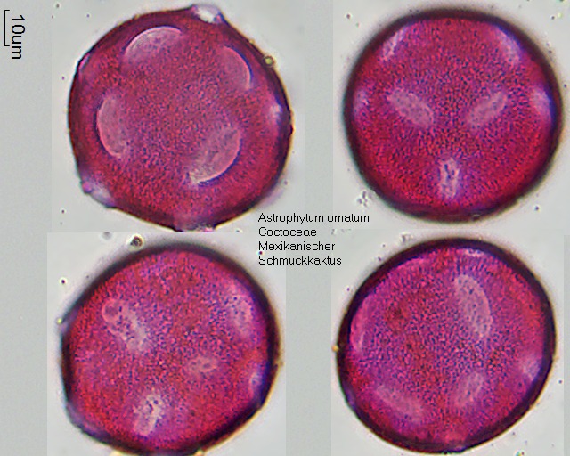 Pollen von Astrophytum ornatum