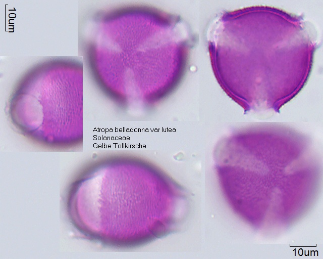 Pollen von Atropa belladonna var lutea