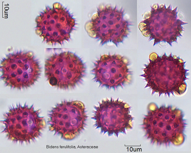 Pollen von Bidens ferulifolia