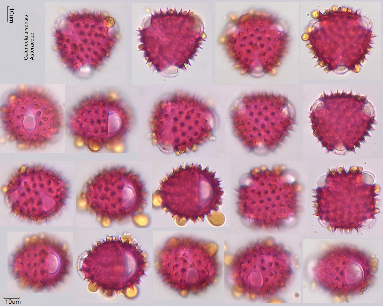 Pollen von Calendula arvensis
