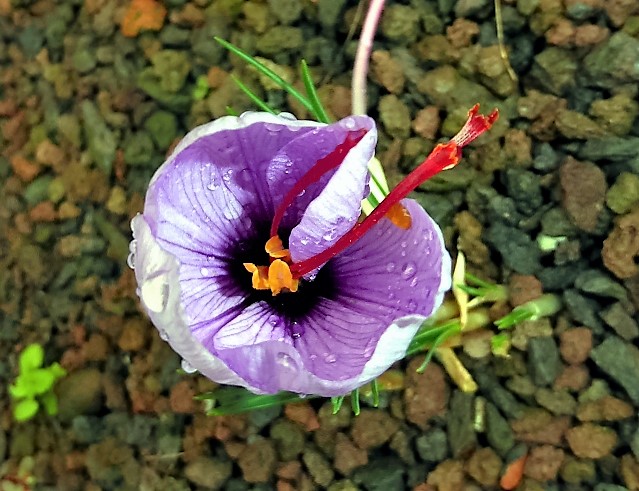 Datei:VCrocus sativus.JPG