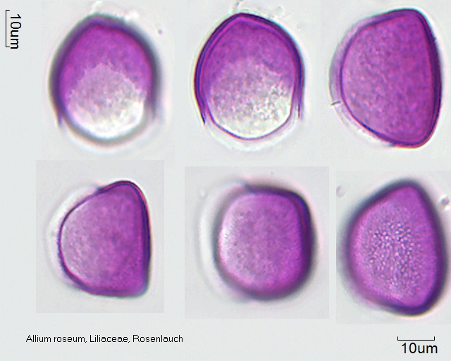 Pollen von Allium roseum, 3-098-1