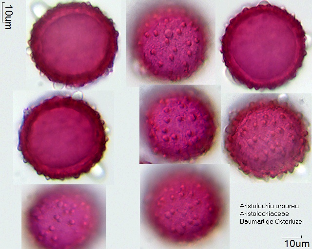 Pollen von Aristolochia arborea