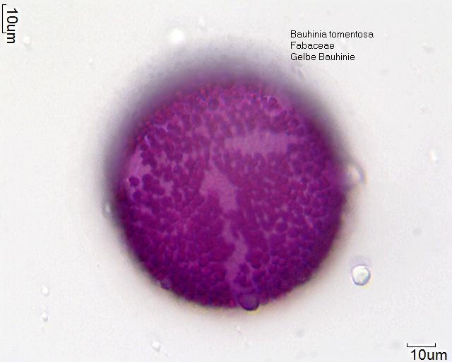 Bauhinia tomentosa (1).jpg