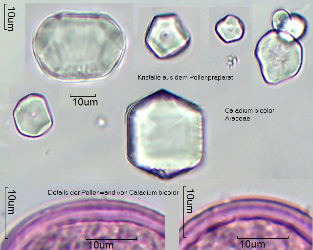 Pollen von und Kristalle von Caladium bicolor