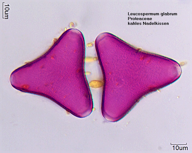 Leucospermum glabrum (2).jpg