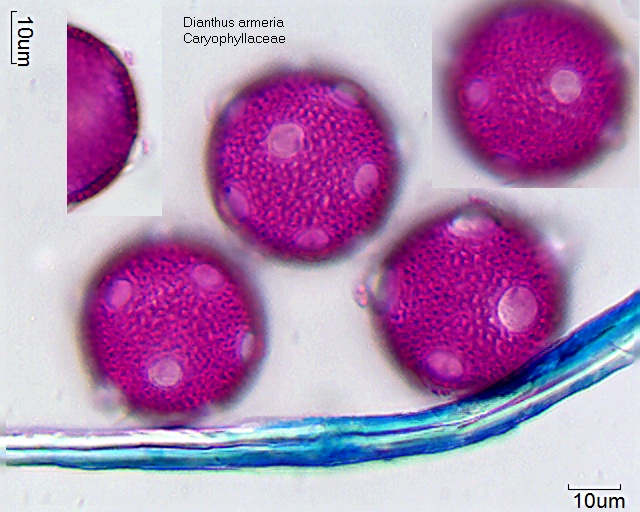 Pollen von Dianthus armeria
