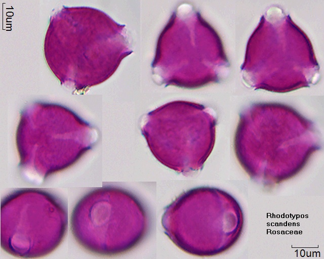 Pollen von Rhodotypos scandens