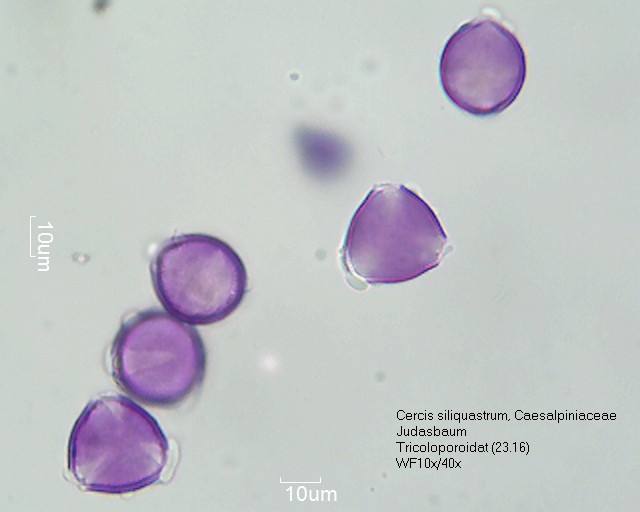 Pollen von Cercis siliquastrum