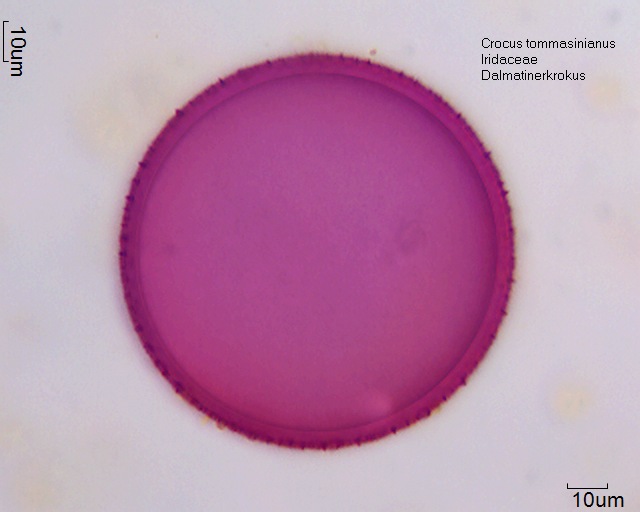 Pollen von Crocus tommasinianus