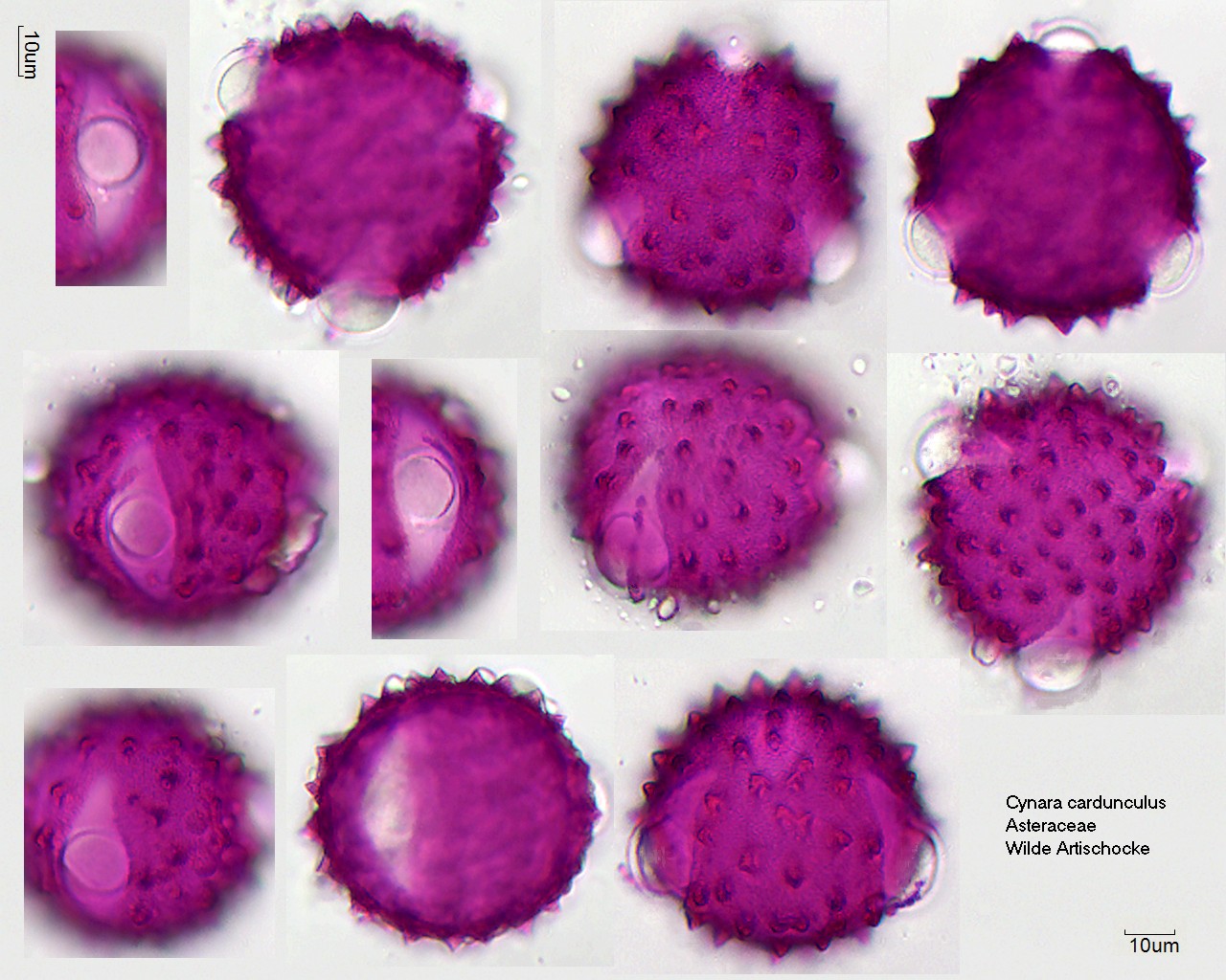 Pollen von Cynara cardunculus