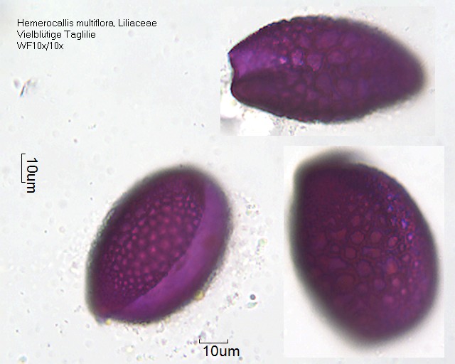 Pollen von Hemerocallis multiflora