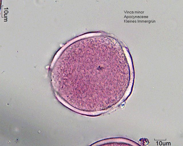 Pollen von Vinca minor