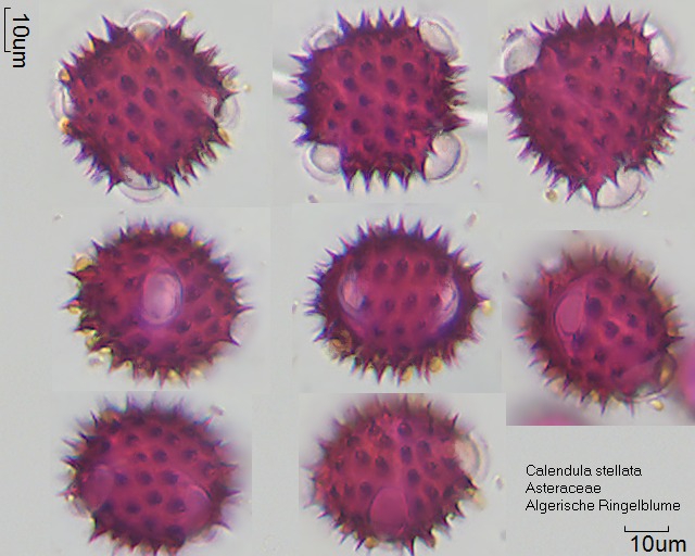 Pollen von Calendula stellata
