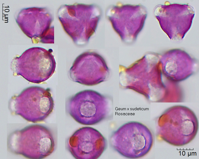 Pollen von Geum x sudeticum