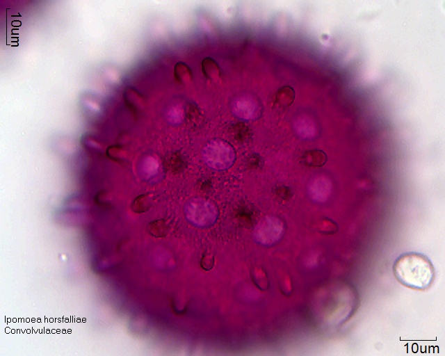 Pollen von Ipomoea horsfalliae