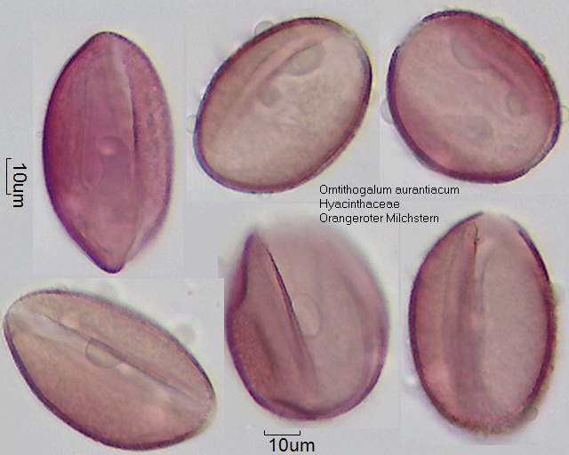 Pollen von Ornithogalum aurantiacum