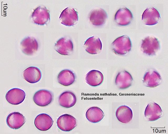Pollen von Ramonda nathaliae