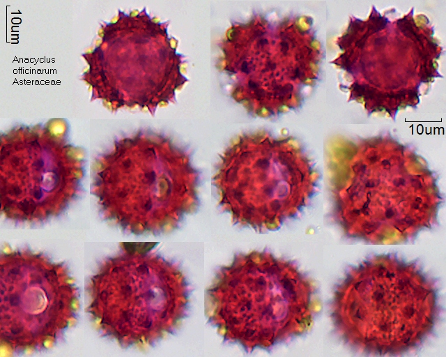 Pollen von Anacyclus officinarum