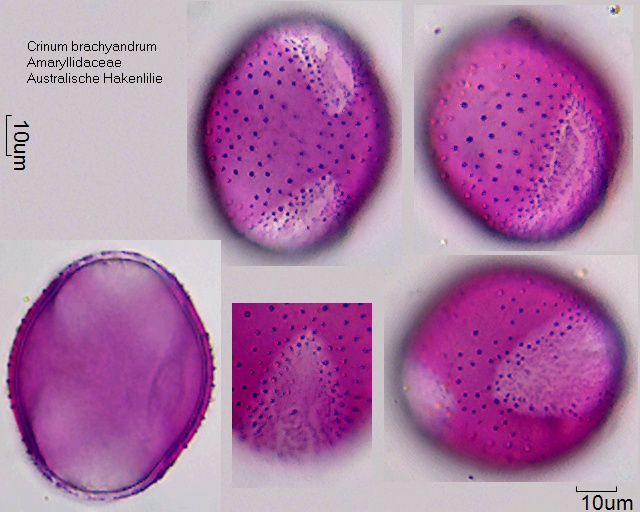 Pollen von Crinum brachyandrum (1).jpg