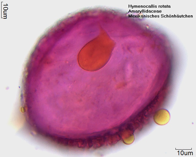 Datei:Hymenocallis rotata (6).jpg