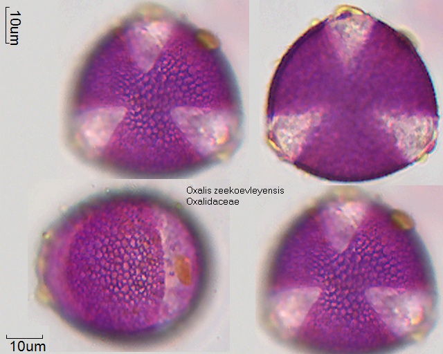 Pollen von Oxalis zeekoevleyensis