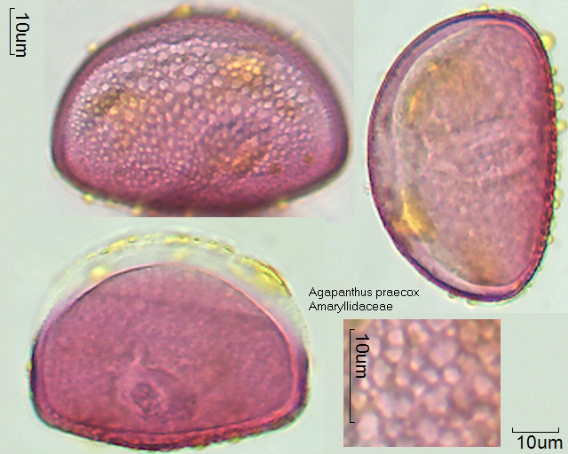 Pollen von Agapanthus praecox