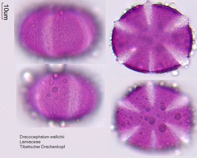 Pollen von Dracocephalum wallichii