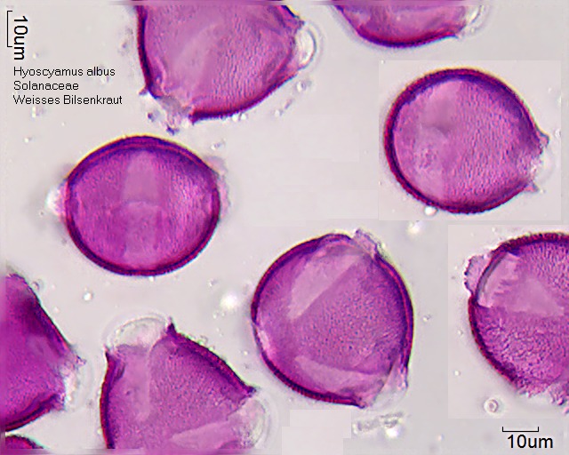 Pollen von Hyoscyamus albus