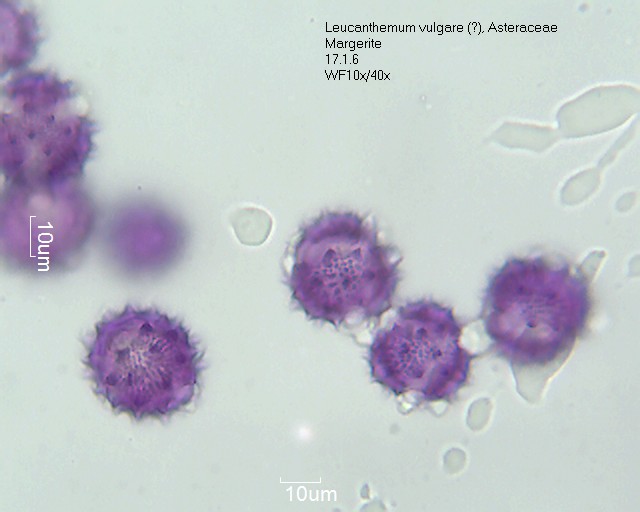 Pollen von Leucanthemum vulgare