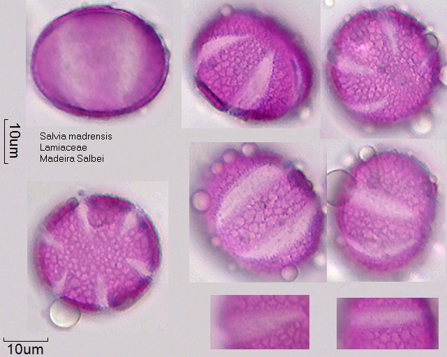 Pollen von Salvia madrensis (1)
